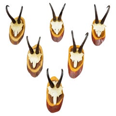 Set of Six Vintage Chamois Trophies on Wooden Plaques, Germany ca. 1960s
