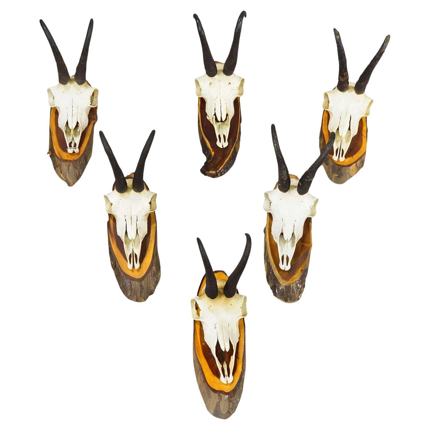 Ensemble de six trophées de chamois vintage sur plaques de bois, Allemagne vers les années 1970