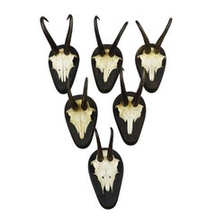 Set of Six Vintage Chamois Trophies on Wooden Plaques, Germany ca. 1980s
