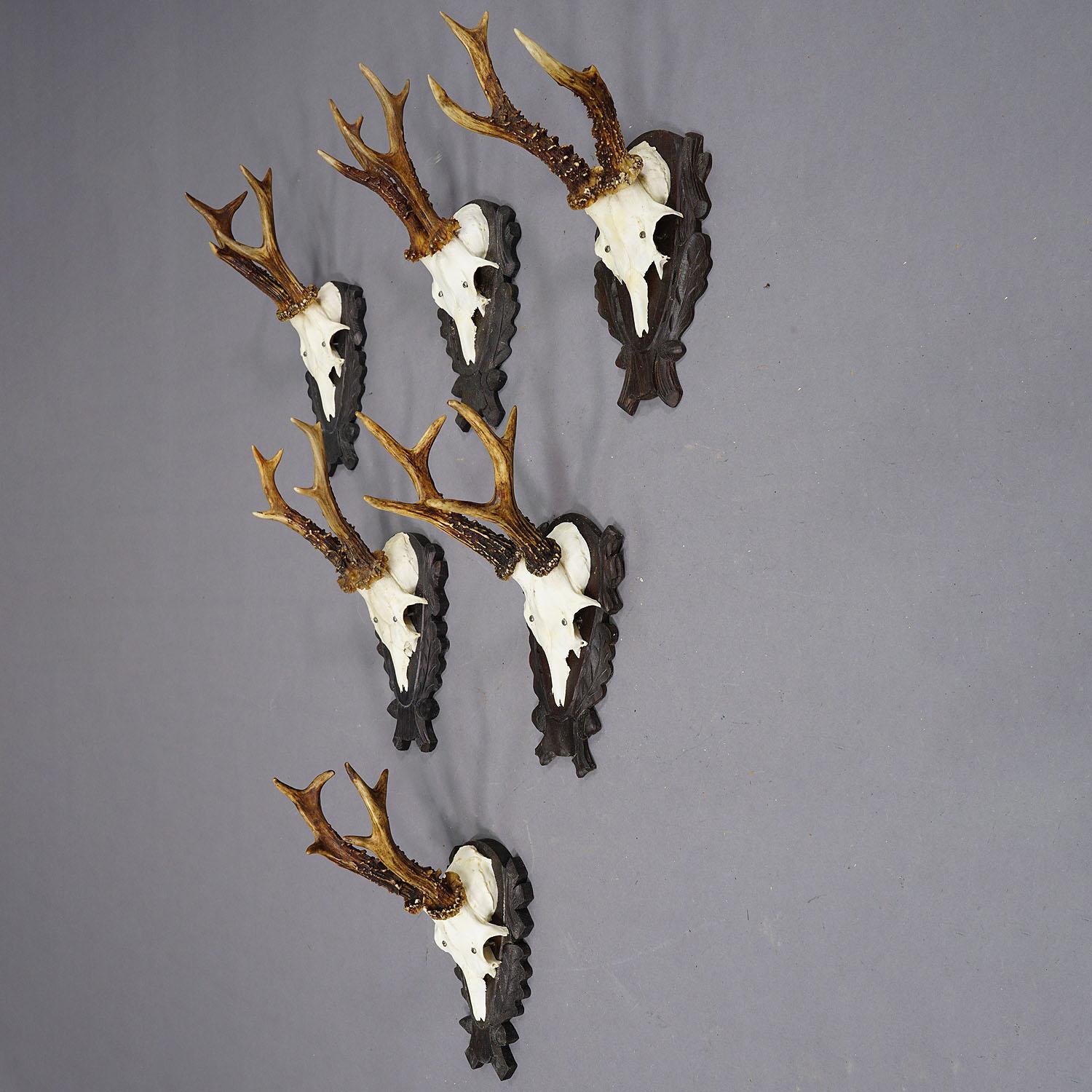 Set of Six Vintage Roe Deer Trophies on Carved Plaques Germany

A set of six Black Forest roe deer (Capreolus capreolus) trophies mounted on carved plaques. The trophies were shot in Germany in the second half of the 20th century. A great addition