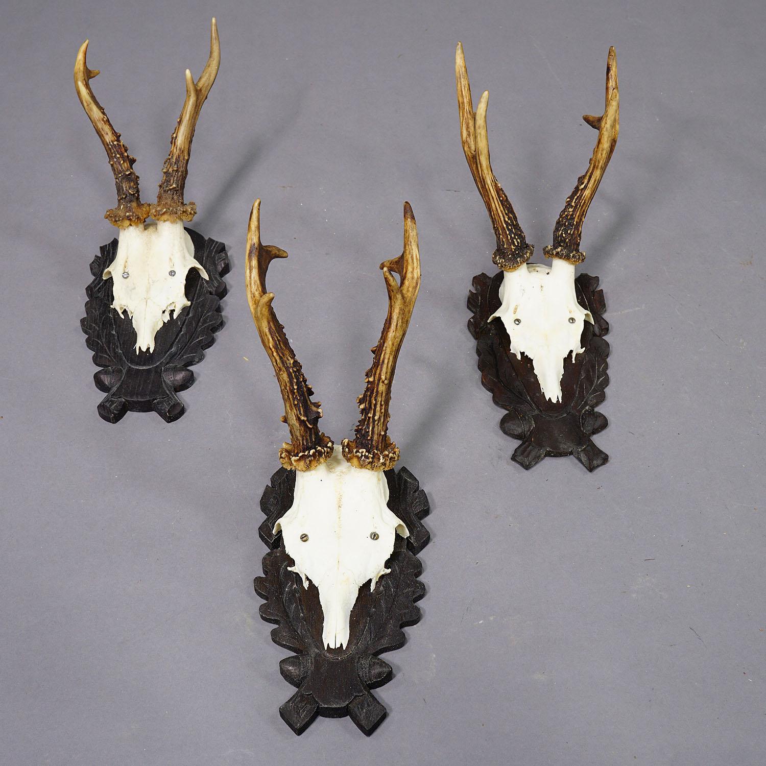 Rustic Set of Six Vintage Roe Deer Trophies on Carved Plaques Germany For Sale