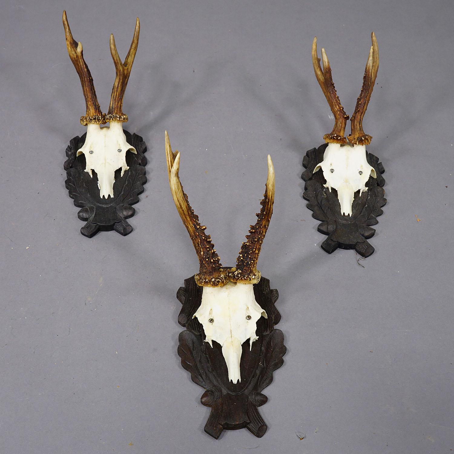Set of Six Vintage Roe Deer Trophies on Carved Plaques Germany In Good Condition For Sale In Berghuelen, DE