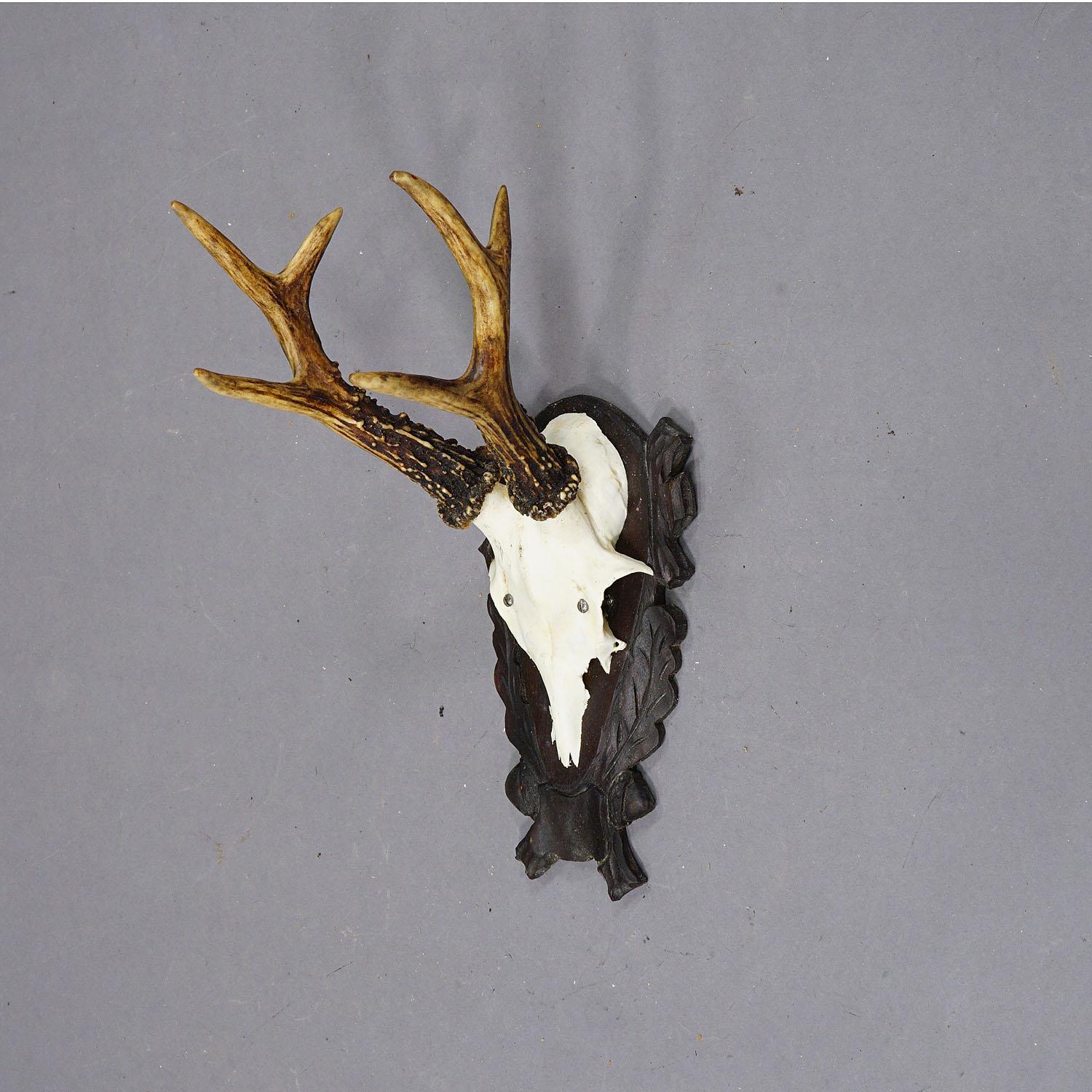 20th Century Set of Six Vintage Roe Deer Trophies on Carved Plaques Germany For Sale
