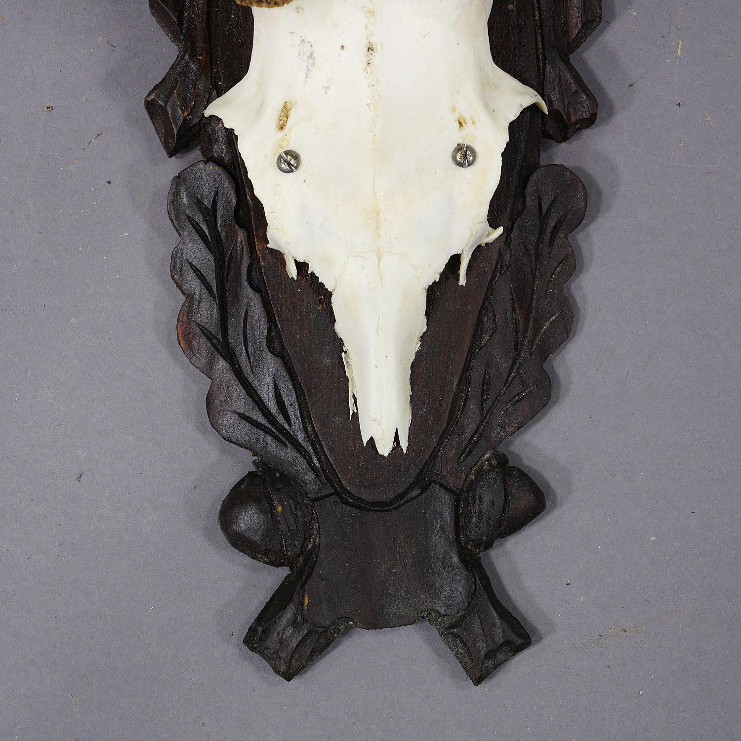 Antler Set of Six Vintage Roe Deer Trophies on Carved Plaques Germany For Sale