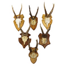 Set of Six Vintage Roe Deer Trophies on Wooden Plaques Germany ca. 1960s