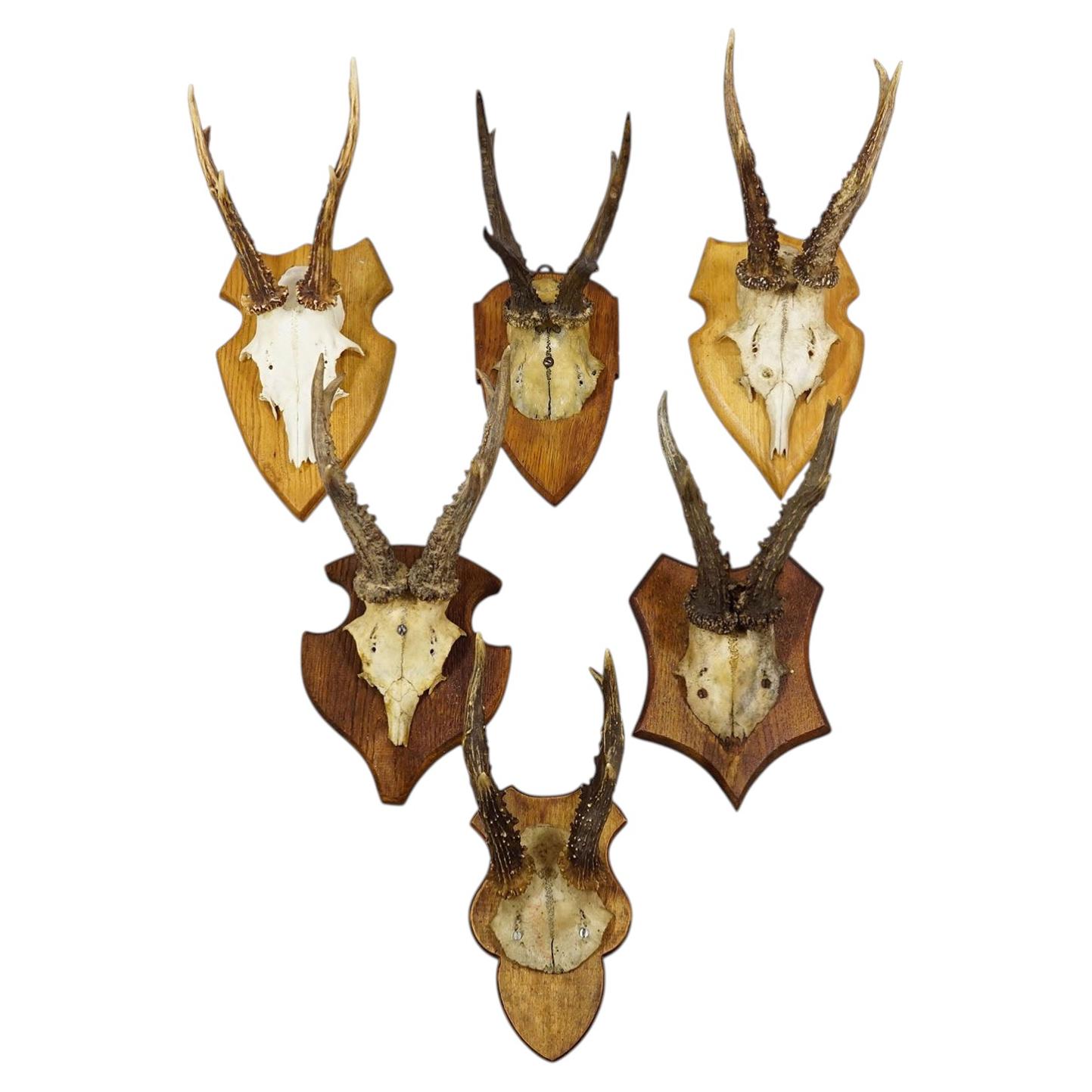 Set of Six Vintage Roe Deer Trophies on Wooden Plaques Germany ca. 1960s