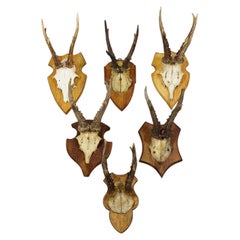 Set of Six Vintage Roe Deer Trophies on Wooden Plaques Germany ca. 1960s