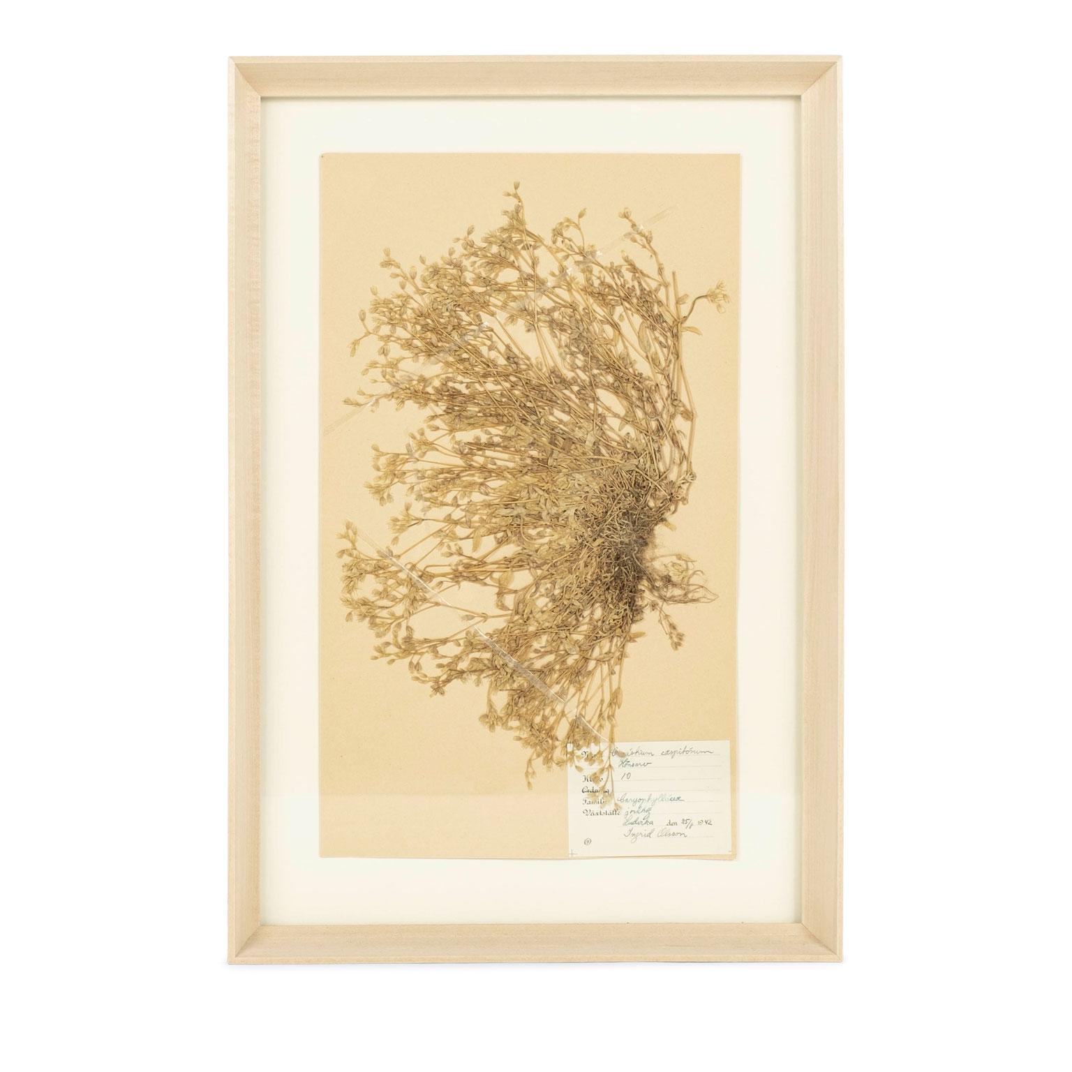 Set of six vintage Swedish herbaria, newly framed in unfinished maple (circa 1930-1950). Each float-mounted herbarium (botanical) measures unframed: 15.75 inches high x 9.5 inches wide. Each measures (framed) H 20.19 in x W 14 in x D 1 in. Sold