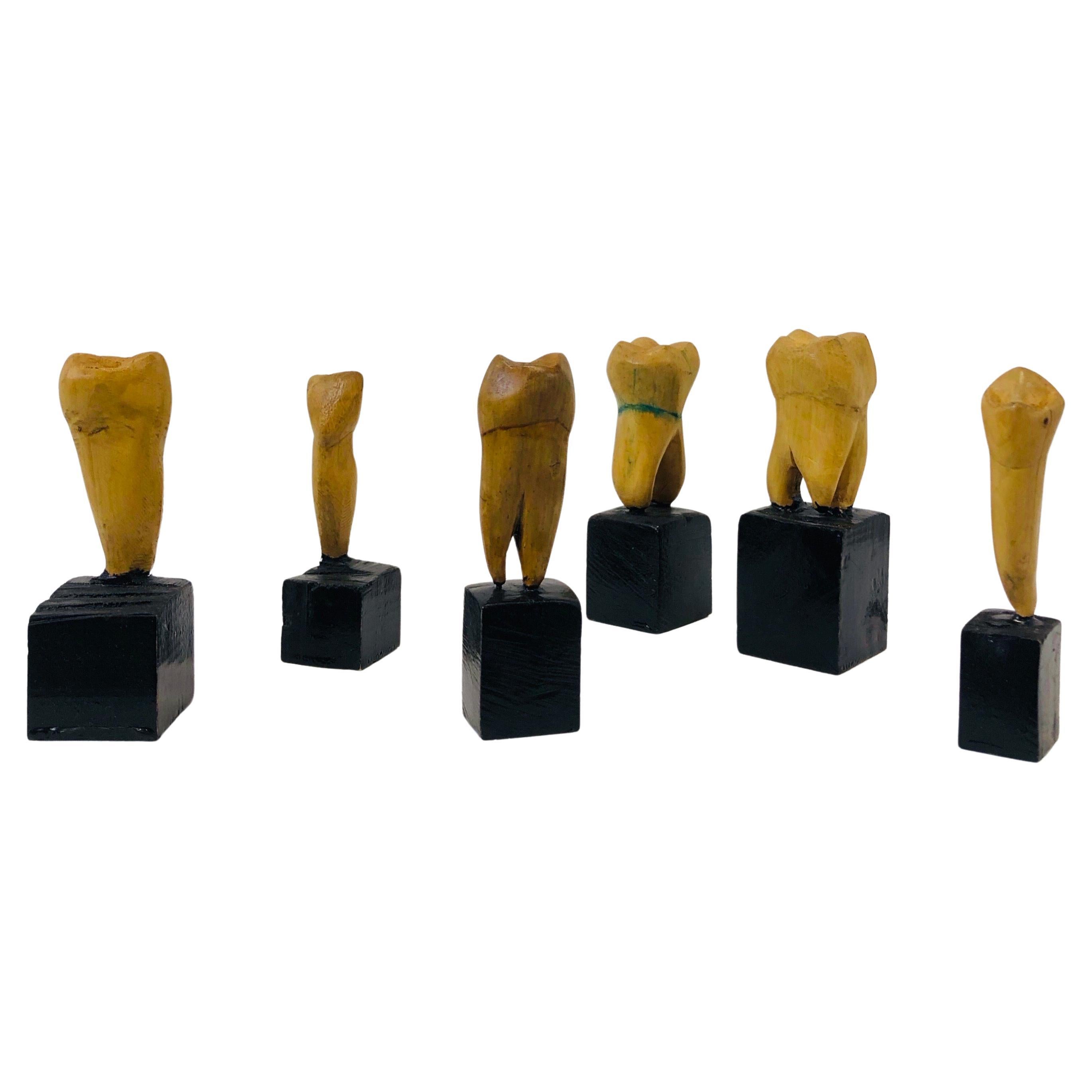 Set of Six Wooden Teeth from a Dental School, 1950