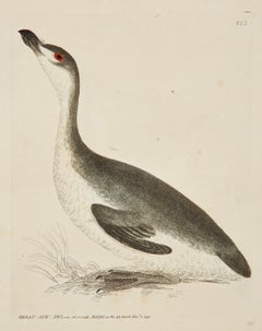 Set of Sixteen 18th Century Bird Etchings by William Lewin