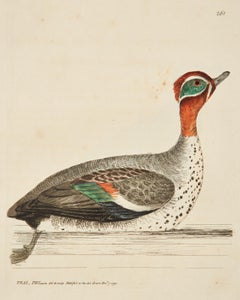 Set of Sixteen 18th Century Bird Etchings by William Lewin