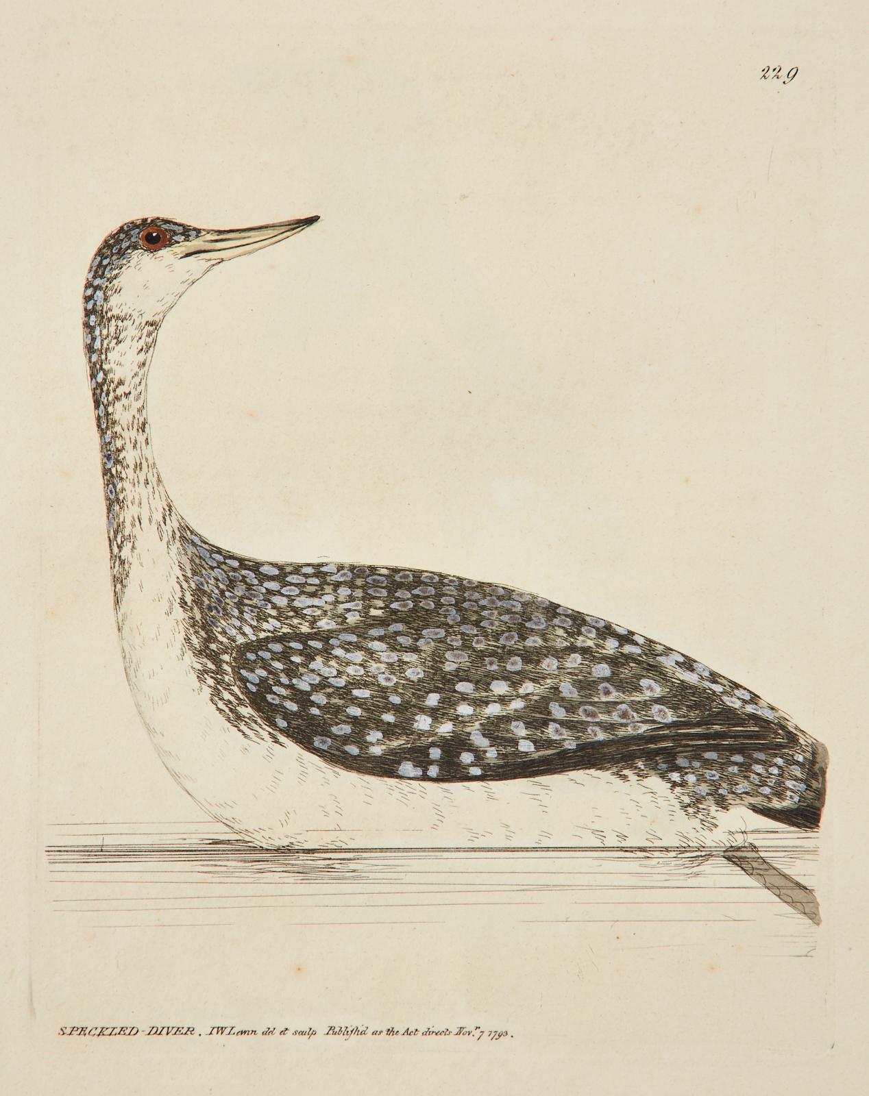 European Set of Sixteen 18th Century Bird Etchings by William Lewin