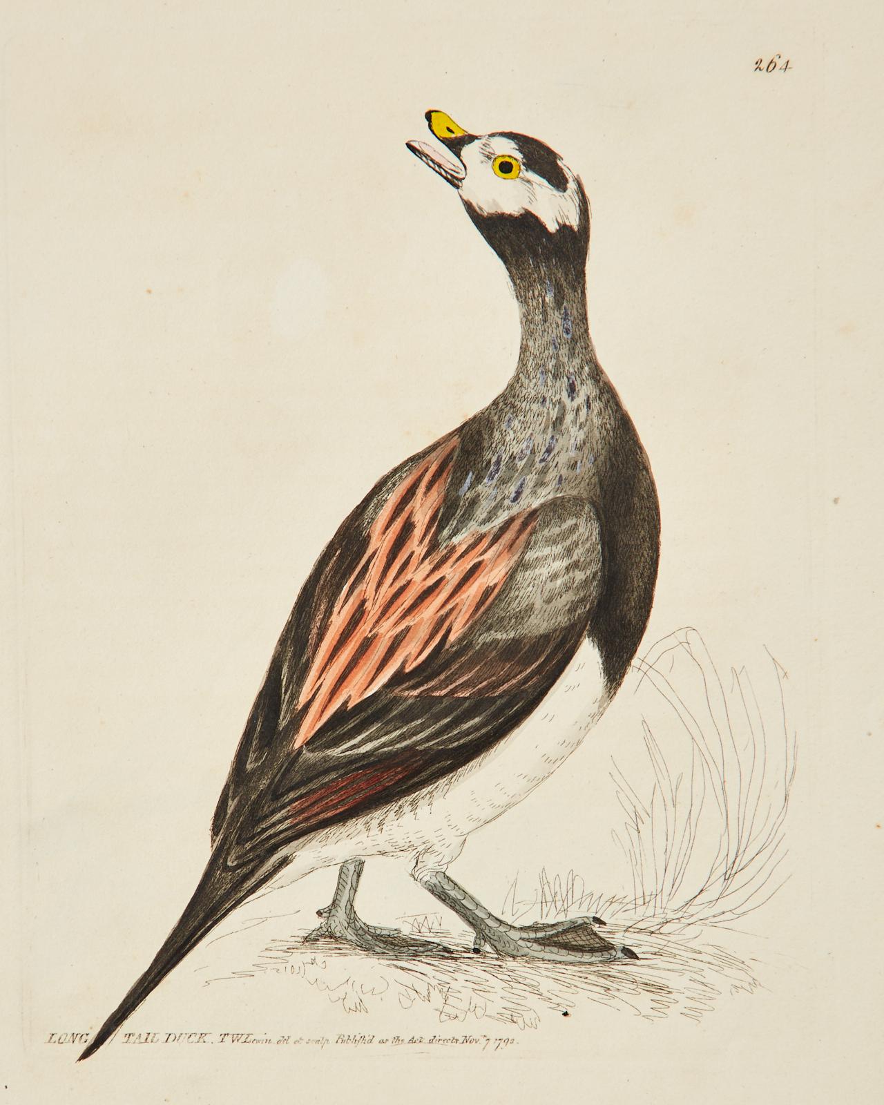 Plexiglass Set of Sixteen 18th Century Bird Etchings by William Lewin