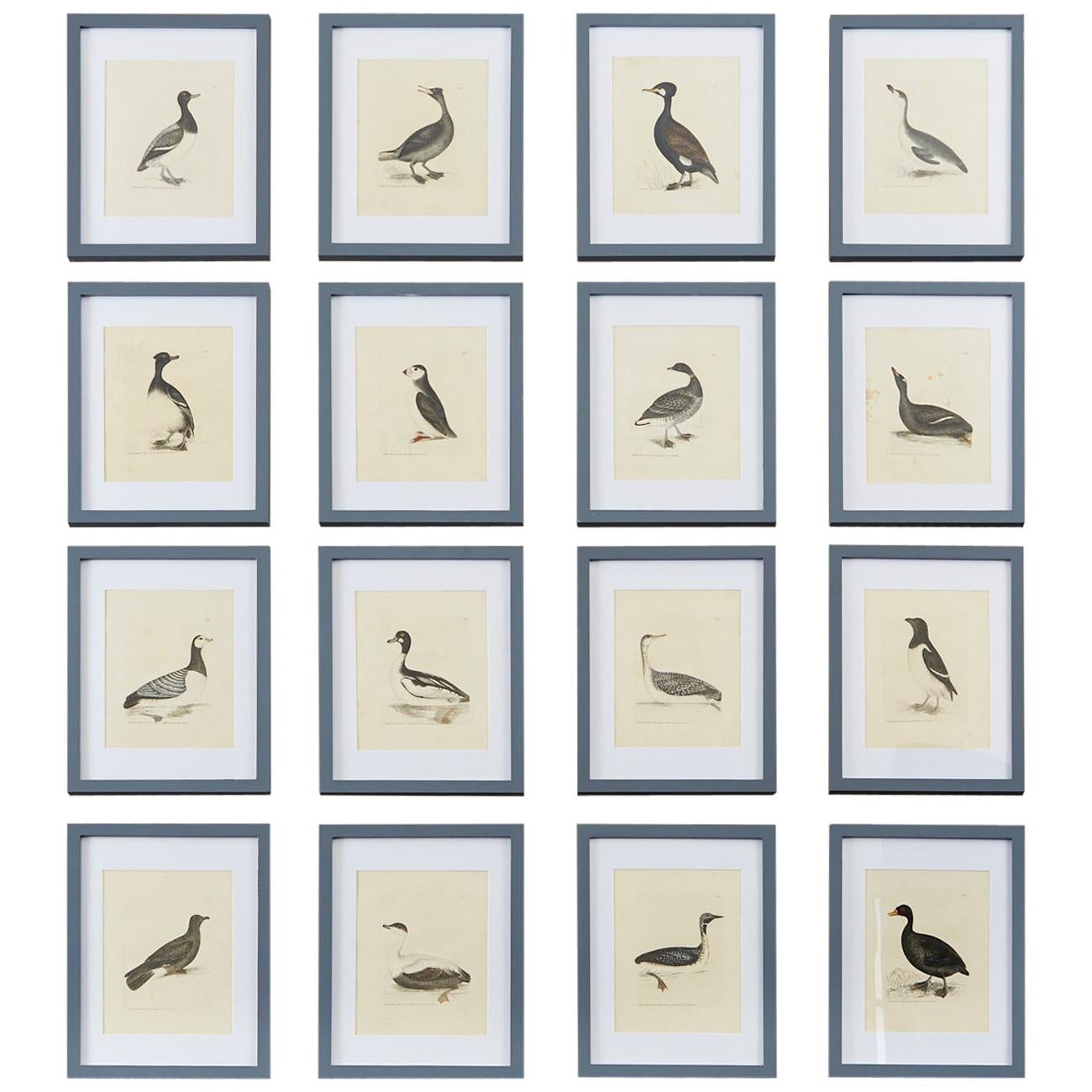 Set of Sixteen 18th Century Bird Etchings by William Lewin