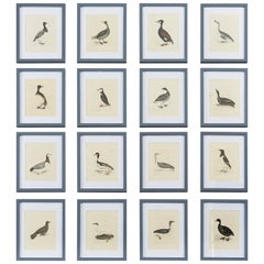 Set of Sixteen 18th Century Bird Etchings by William Lewin
