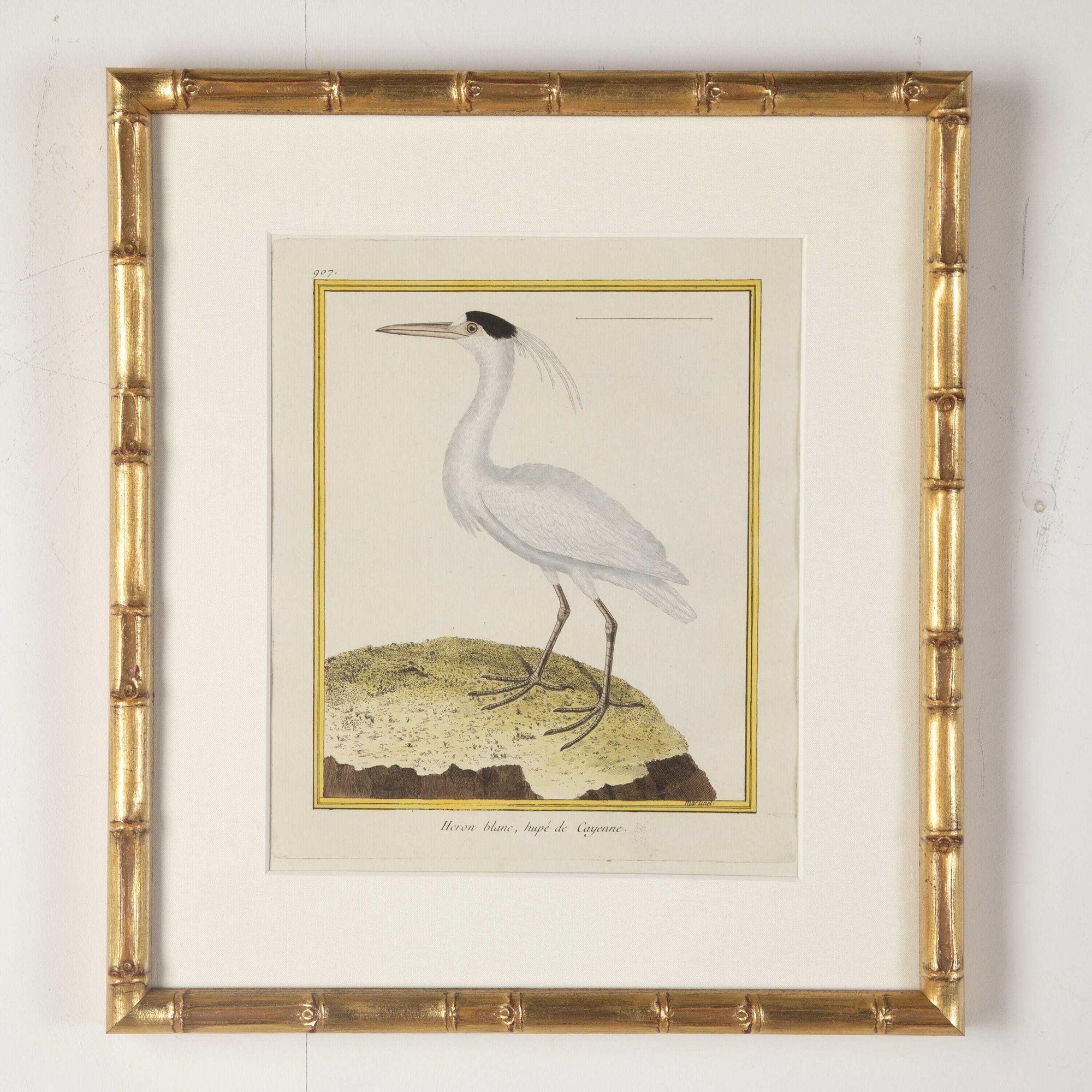 nicolas heron