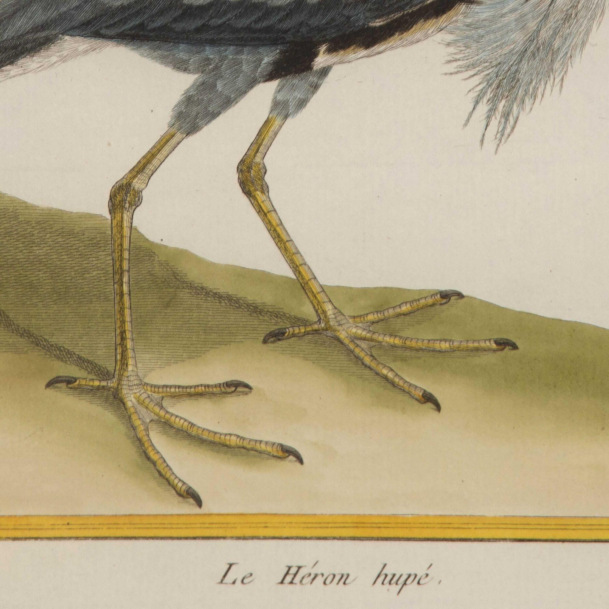 French Set of Ten 18th Century Heron Engravings by Francois Nicolas Martinet