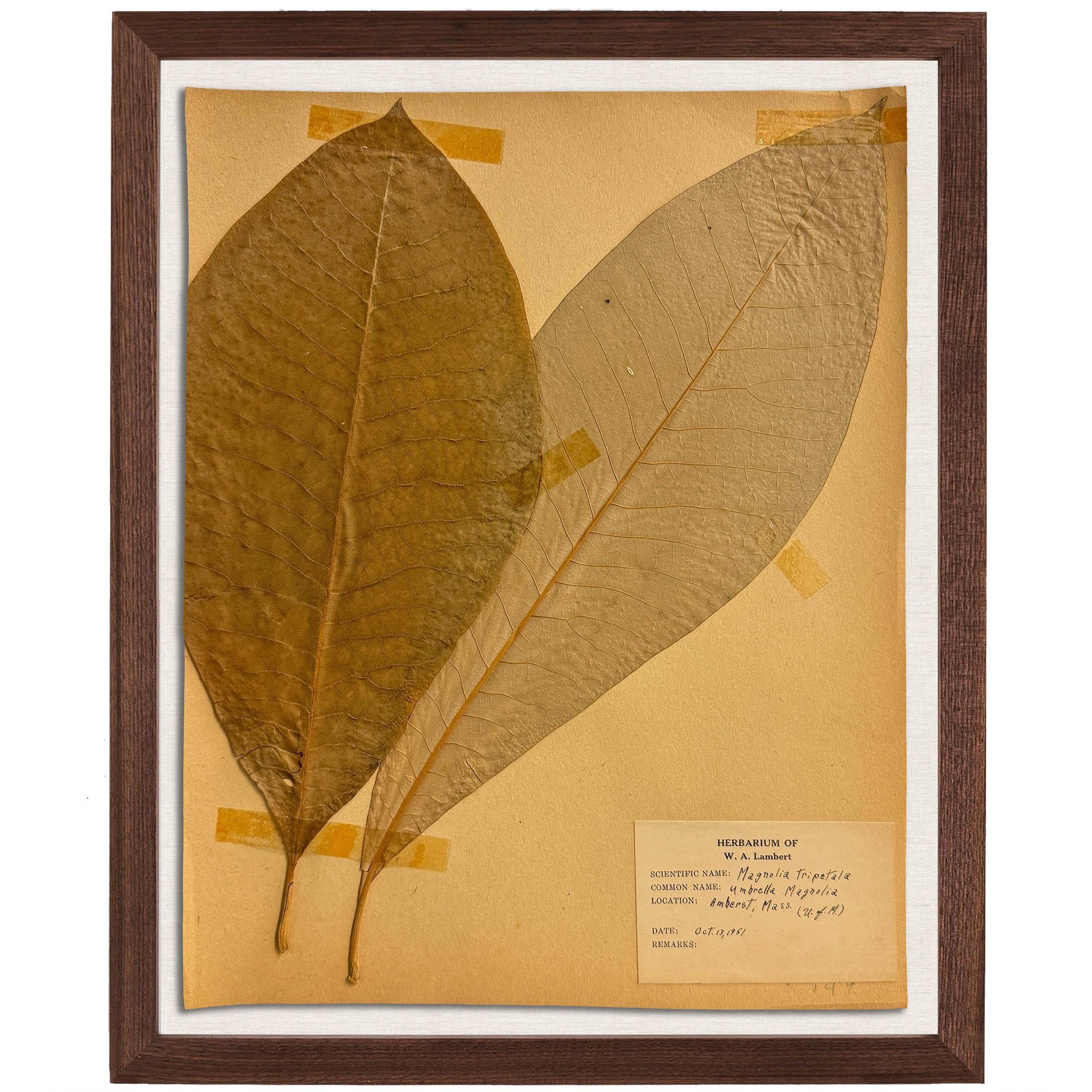 Set of Ten Framed American Botanical Specimens For Sale 5