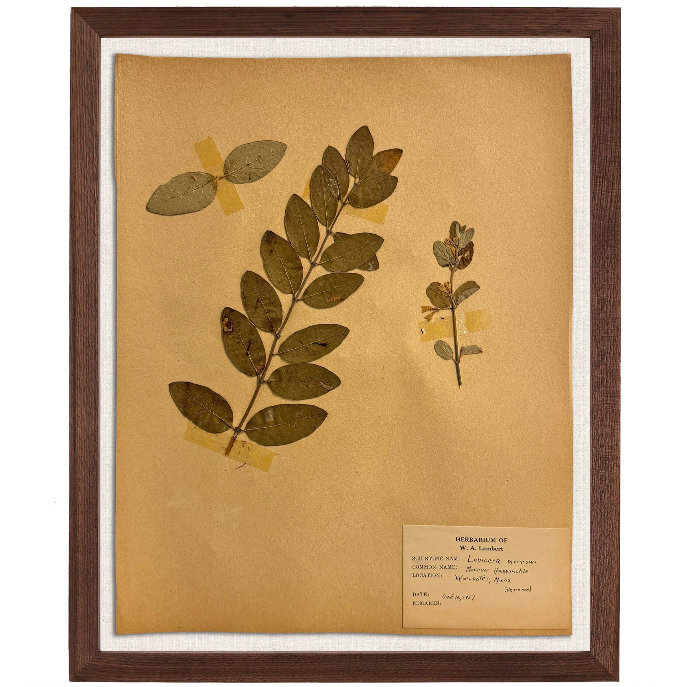 Set of Ten Framed American Botanical Specimens For Sale 6
