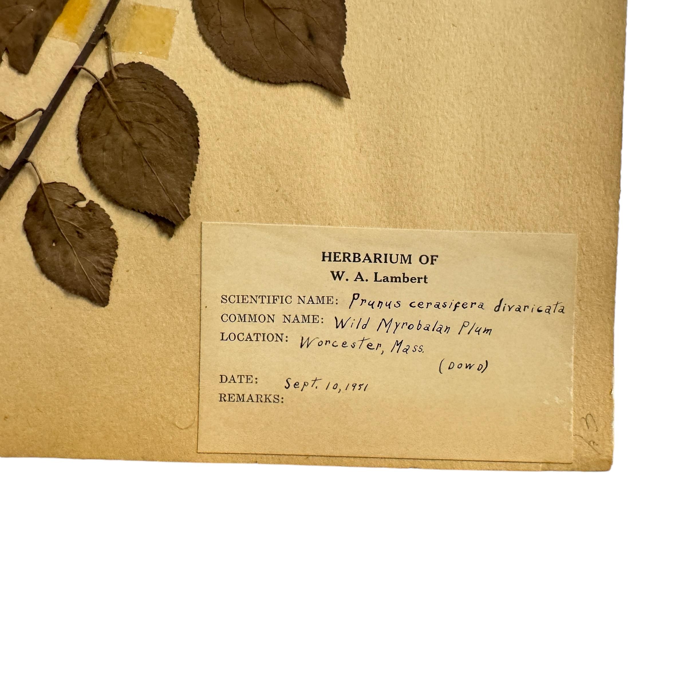 Set of Ten Framed American Botanical Specimens For Sale 13