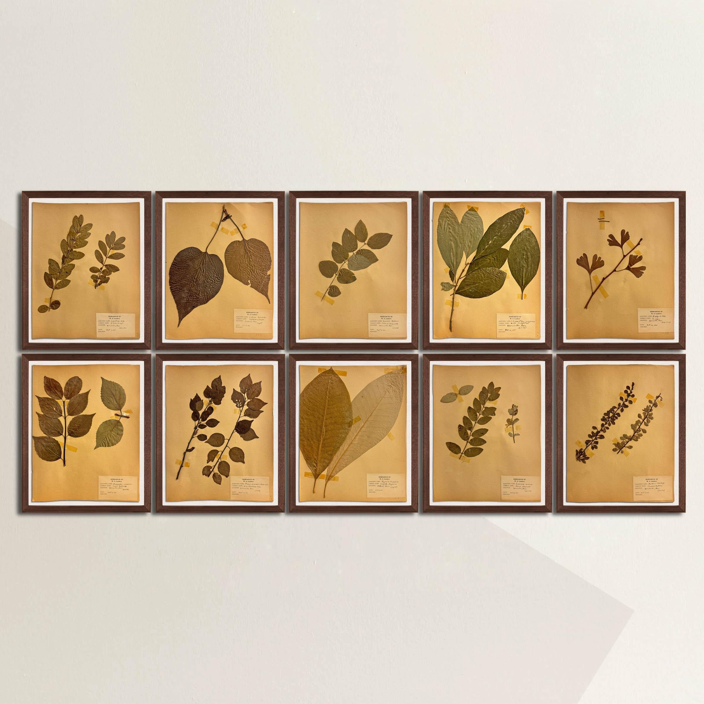 Presenting a collection of ten framed American herbarium botanical specimens, meticulously gathered in 1951 from Amherst and Worcester, MA. Among these specimens are classic garden varietals such as ginkgo, magnolia, honeysuckle, and wild plum