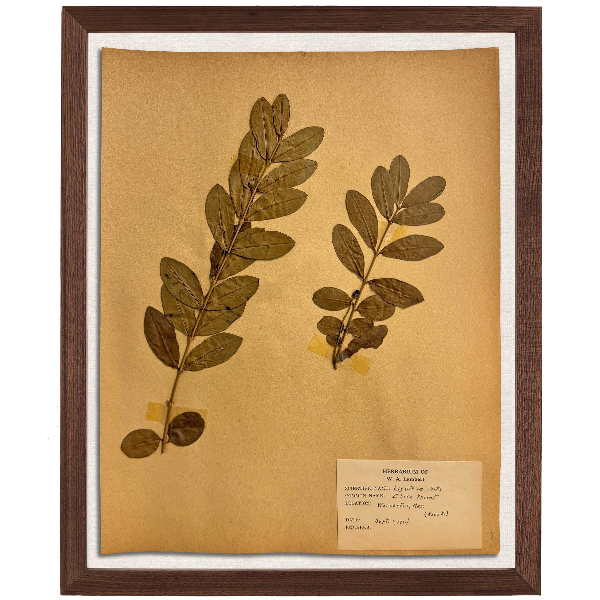 Set of Ten Framed American Botanical Specimens In Good Condition For Sale In Chicago, IL