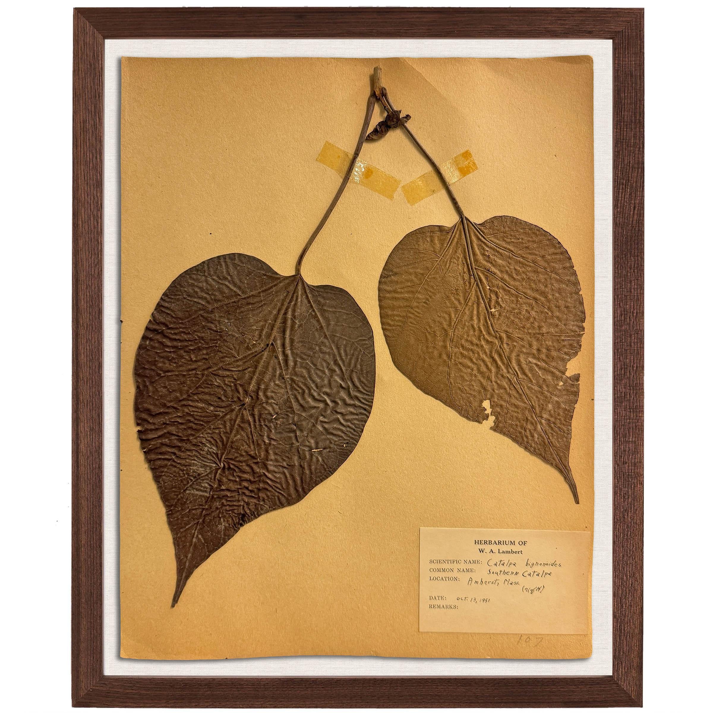 Mid-20th Century Set of Ten Framed American Botanical Specimens For Sale