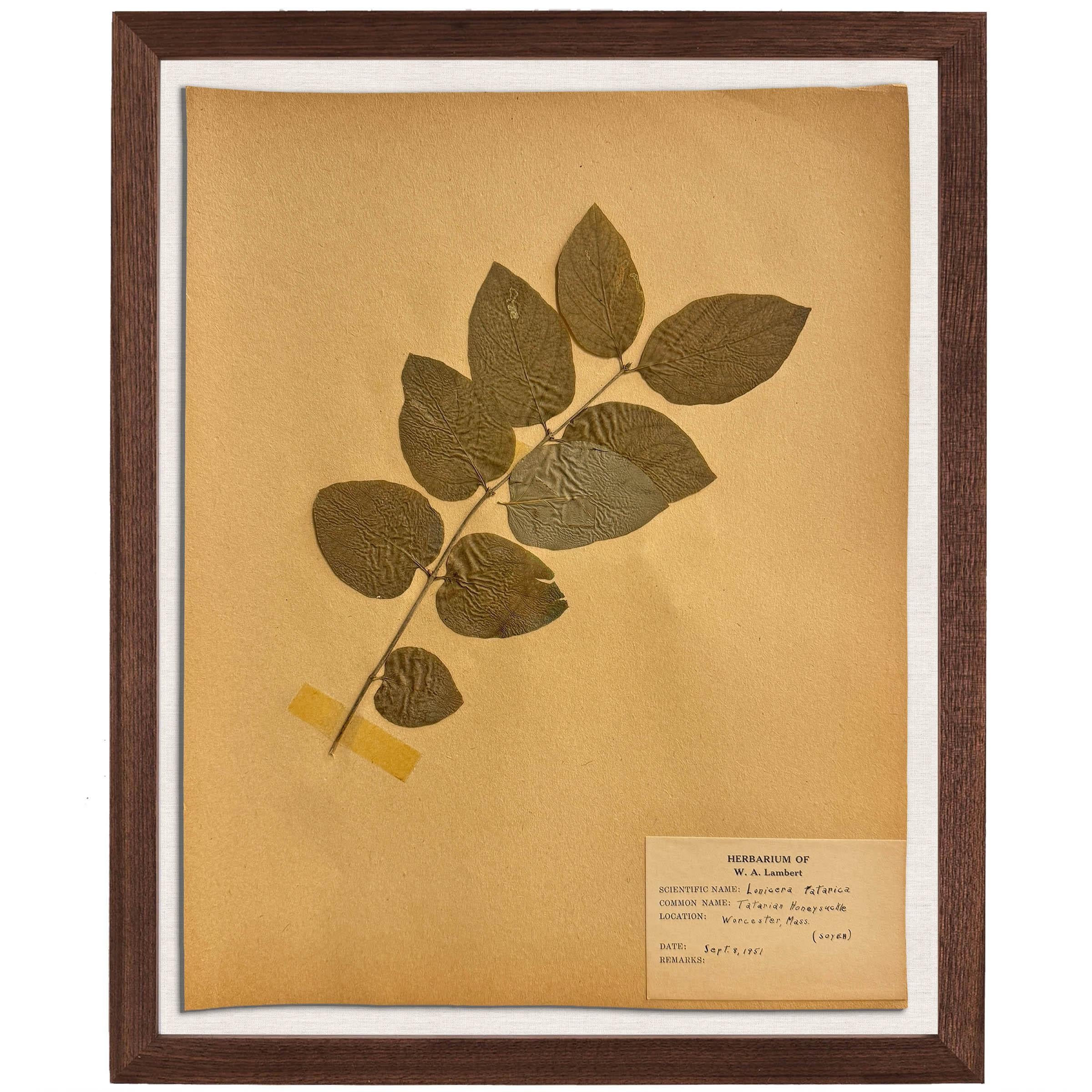 Natural Fiber Set of Ten Framed American Botanical Specimens For Sale