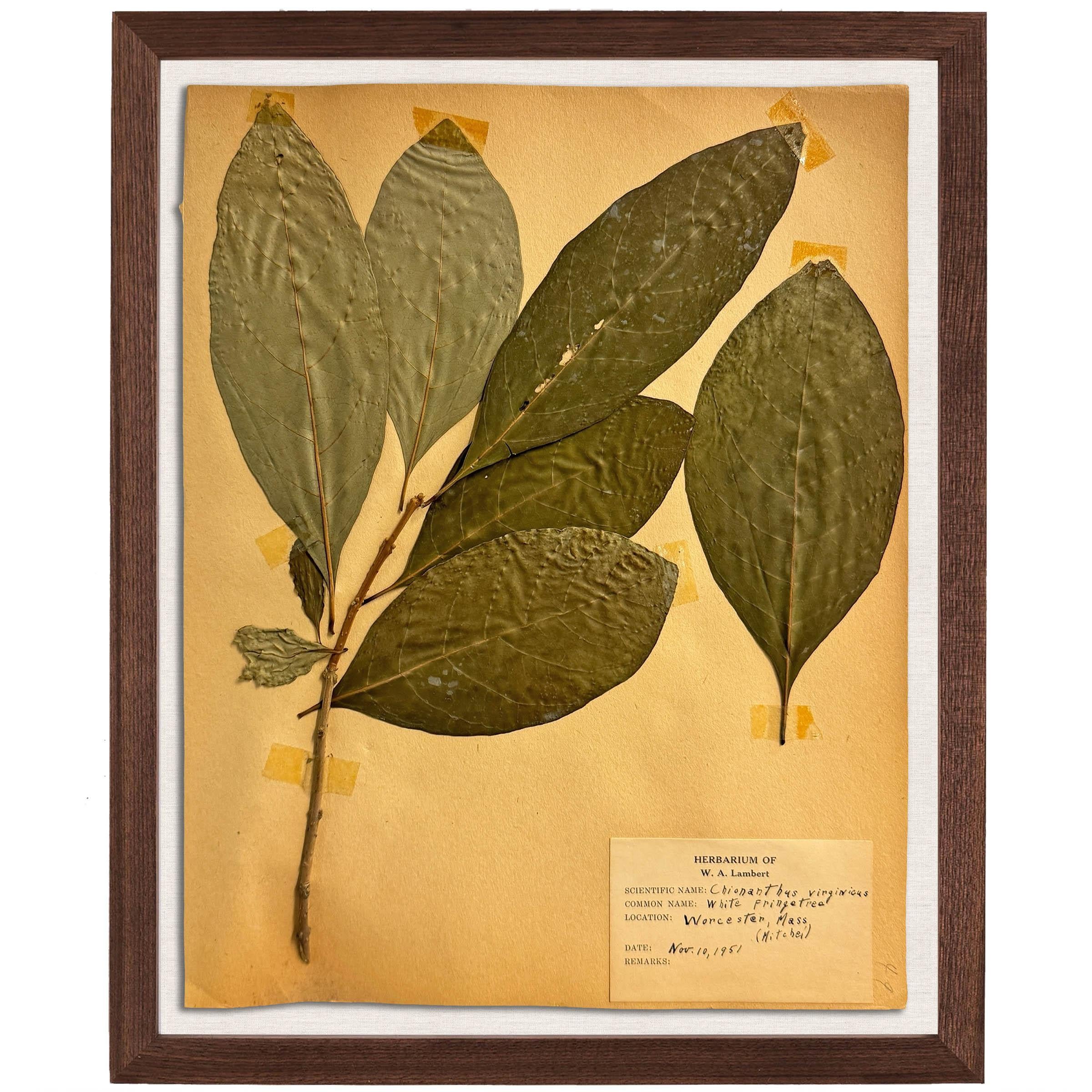 Set of Ten Framed American Botanical Specimens For Sale 1
