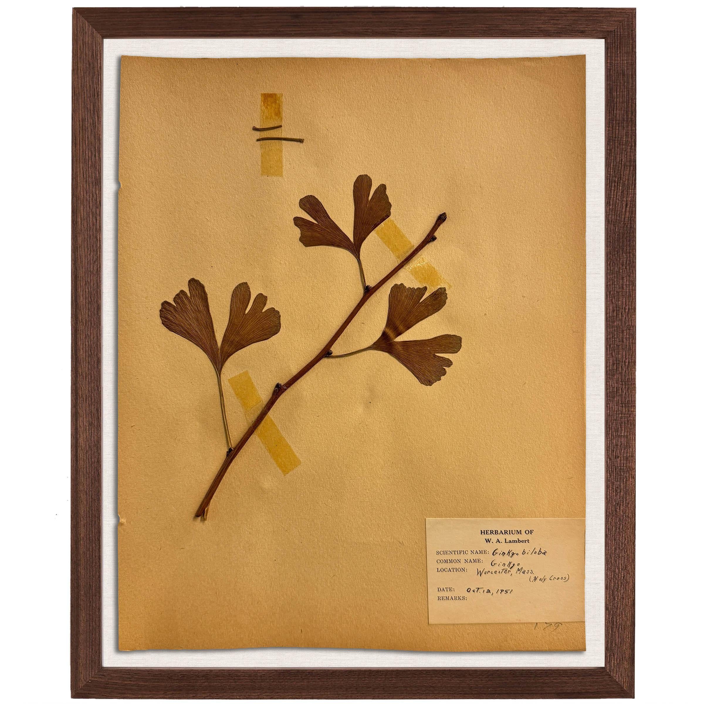 Set of Ten Framed American Botanical Specimens For Sale 2