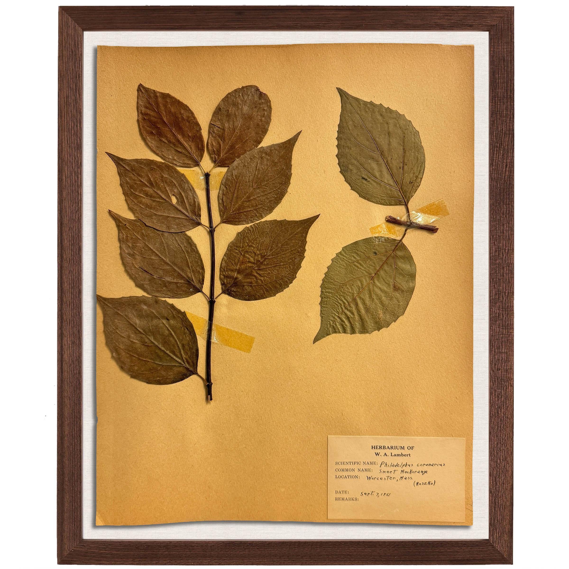 Set of Ten Framed American Botanical Specimens For Sale 3