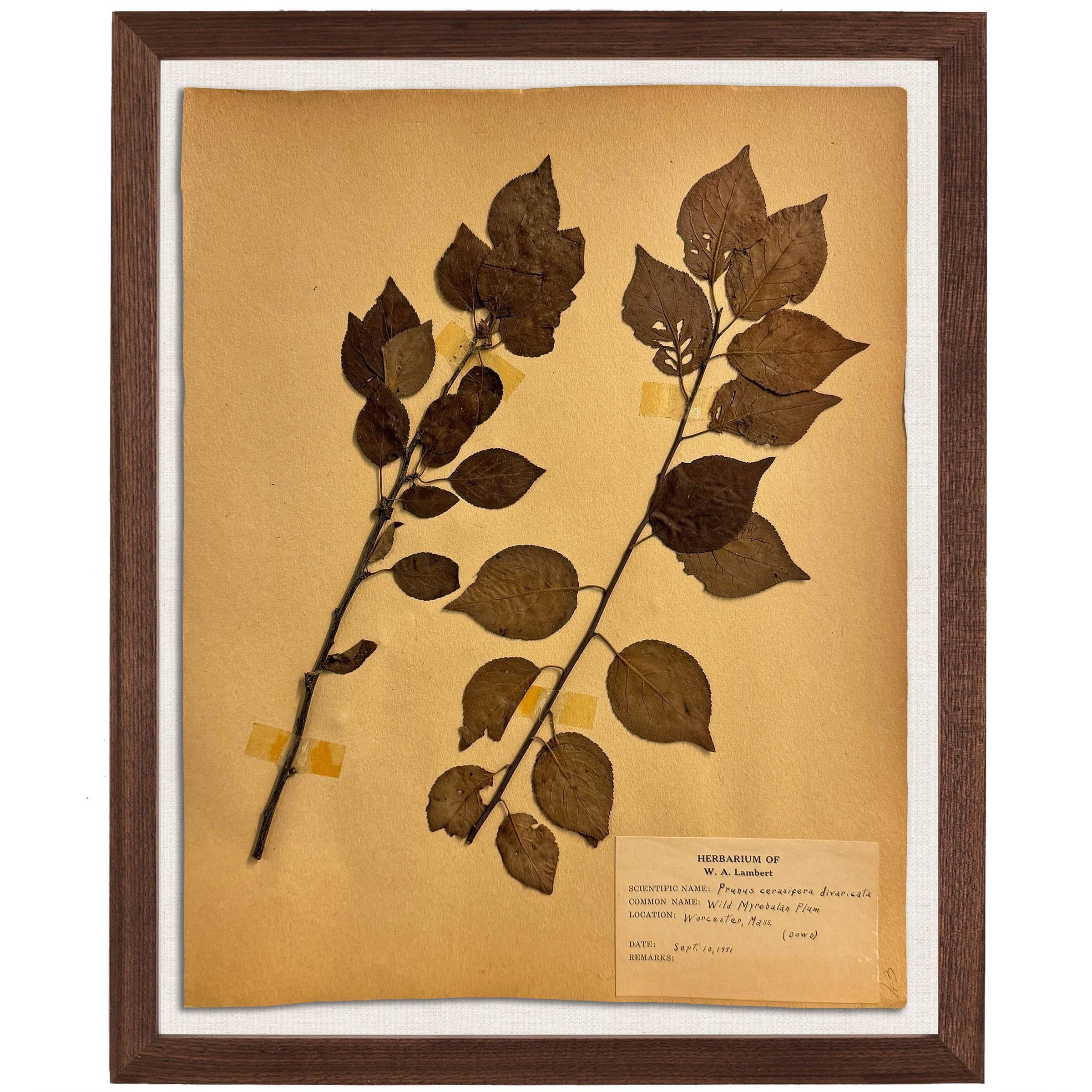 Set of Ten Framed American Botanical Specimens For Sale 4