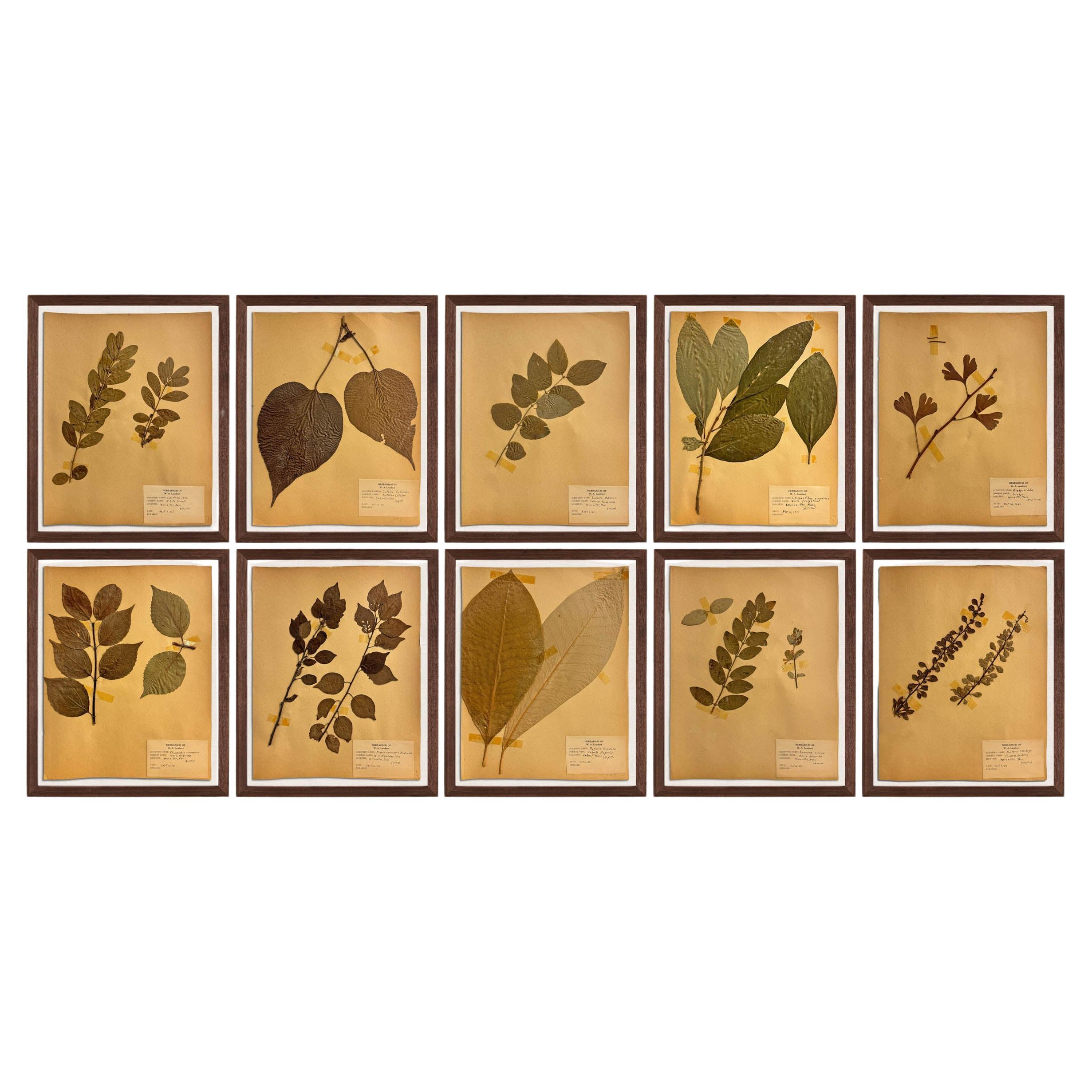 Set von zehn gerahmten amerikanischen botanischen Exemplaren