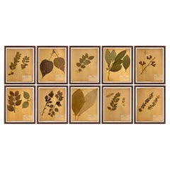 Antique Set of Ten Framed American Botanical Specimens