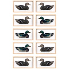 Antique Set of Ten Framed Duck Decoys