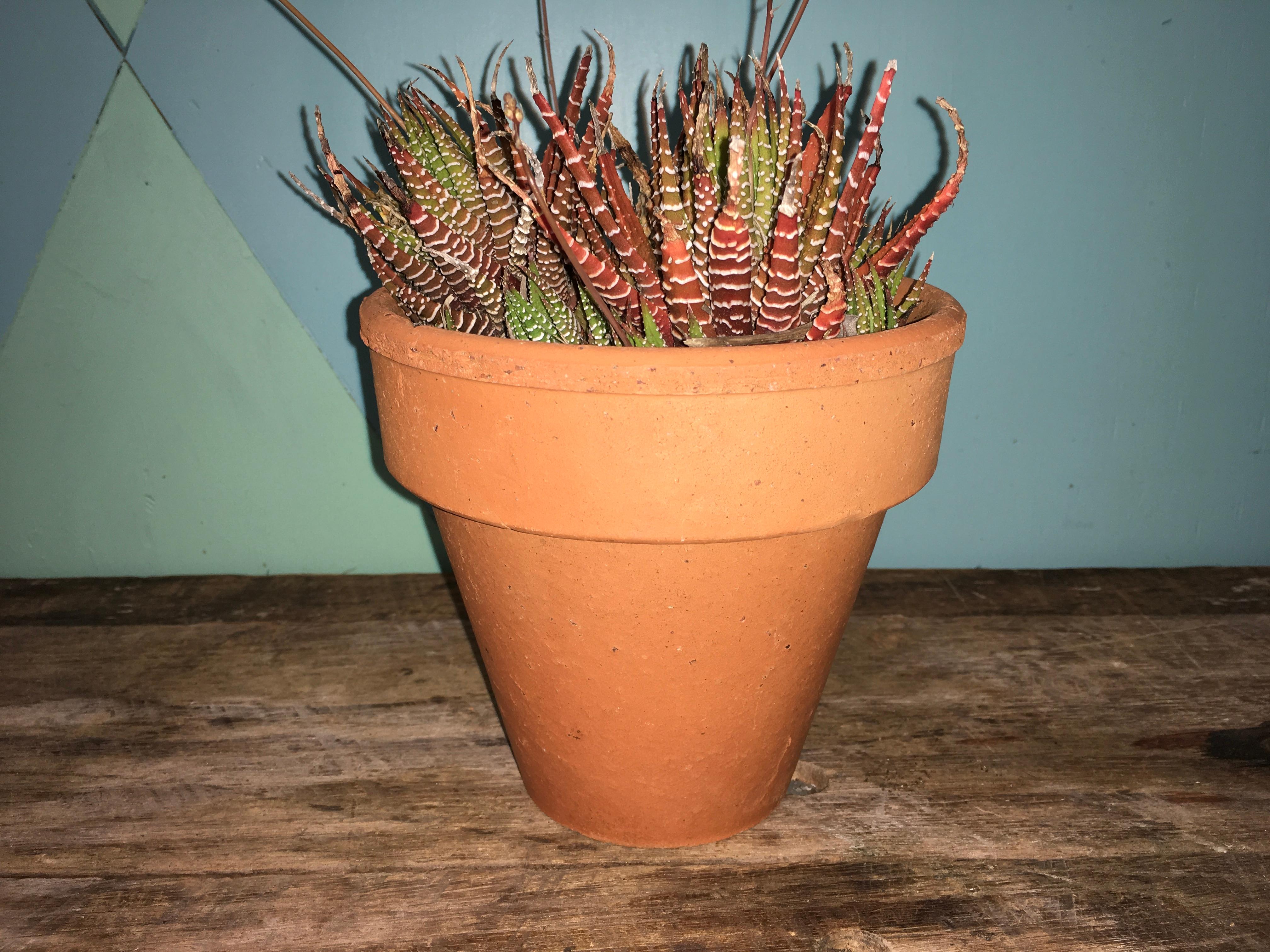 Set of Ten Original Mid-Century Earthenware Terracotta Planter Pots, 1950s For Sale 3