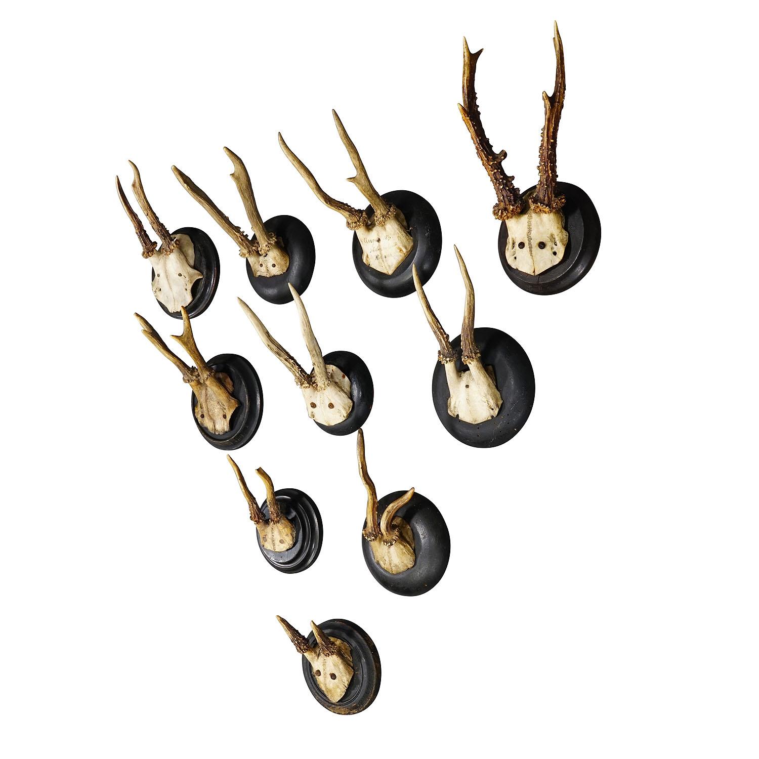 Set of Ten Roe Deer Trophies on Turned Plaques Germany ca. 1900s

A set of ten antique Black Forest roe deer (Capreolus capreolus) trophies mounted on turned wooden plaques. The trophies were shot in Germany around 1900.  A great addition to every