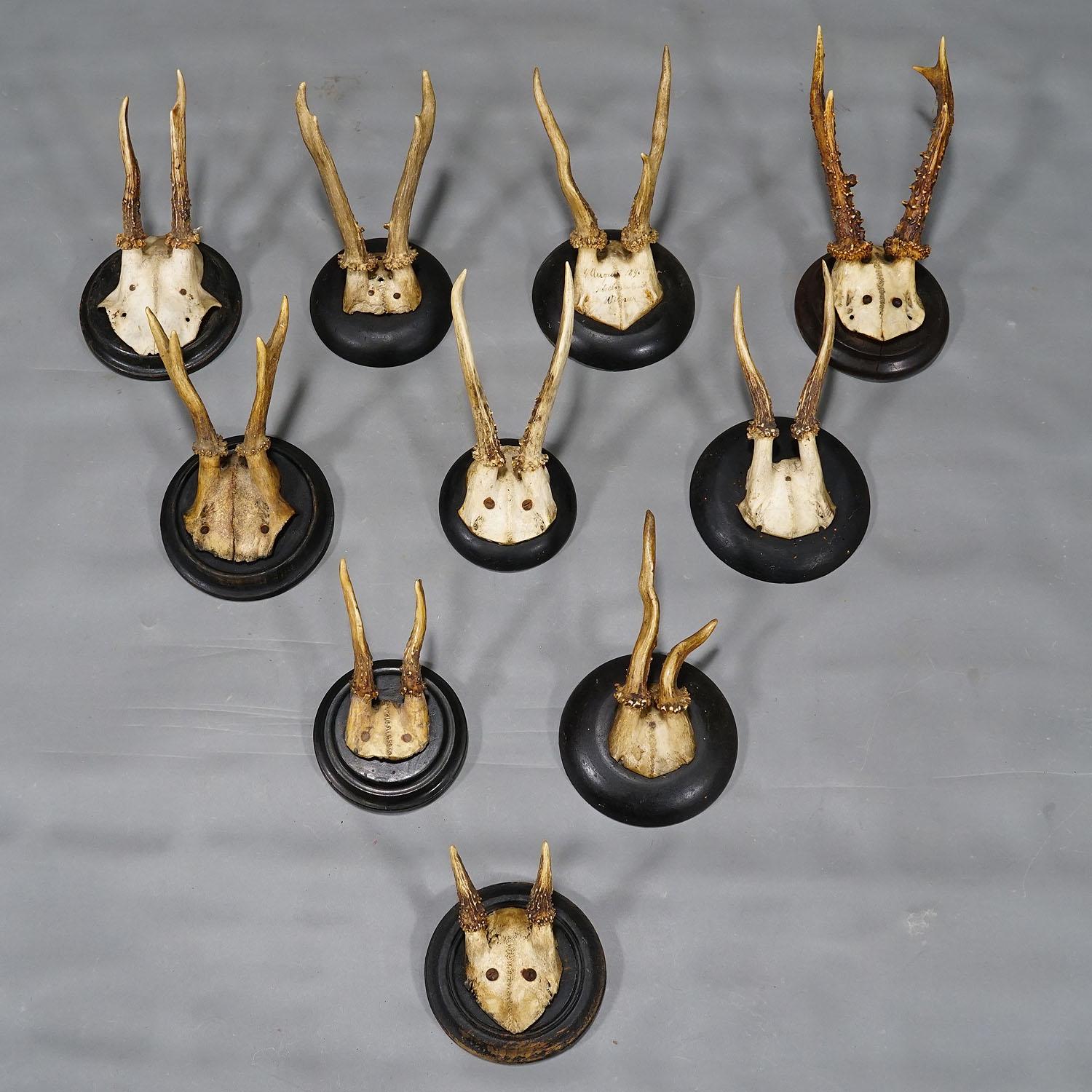 Set of Ten Roe Deer Trophies on Turned Plaques Germany ca. 1900s In Good Condition For Sale In Berghuelen, DE