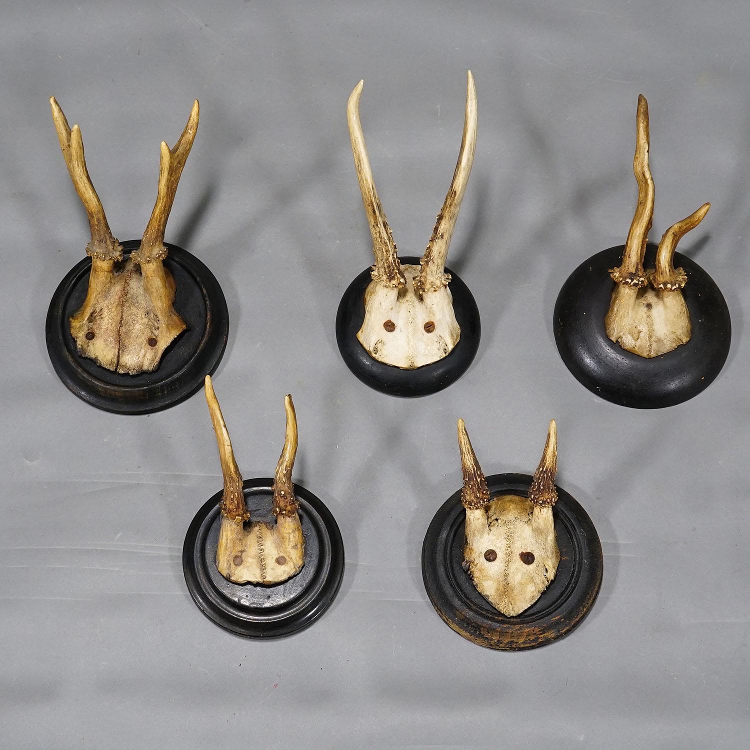 20th Century Set of Ten Roe Deer Trophies on Turned Plaques Germany ca. 1900s For Sale
