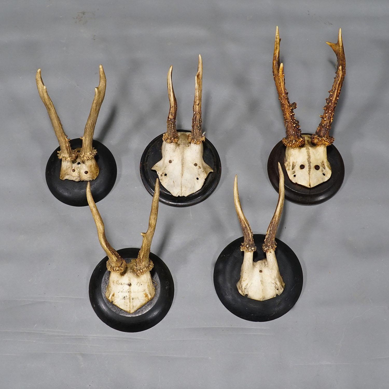Antler Set of Ten Roe Deer Trophies on Turned Plaques Germany ca. 1900s For Sale