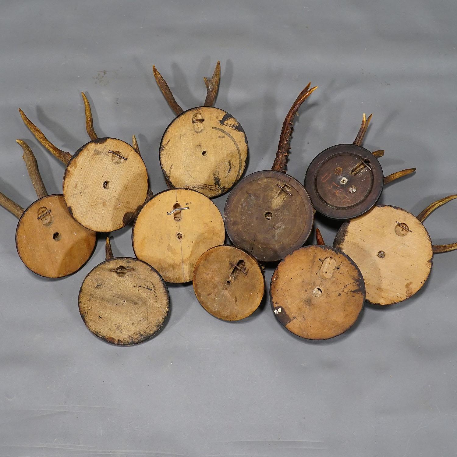 Set of Ten Roe Deer Trophies on Turned Plaques Germany ca. 1900s For Sale 1