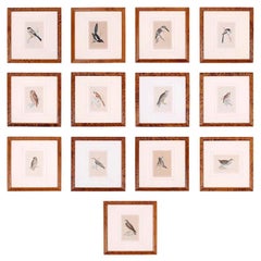 Set of Thirteen Hand Colored Stone Lithographs of Birds