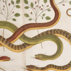 Set of Three 18th Century Albertus Seba Snake Engravings
