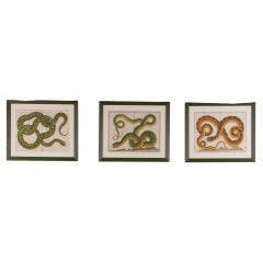 Set of Three 18th Century Albertus Seba Snake Engravings