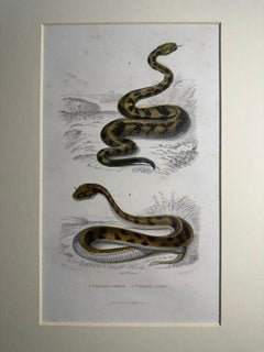 Set of Three 19th-C French Hand-Colored Natural History Engravings:Snakes & Bird