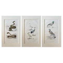 Set of Three 19th-C French Hand-Colored Natural History Engravings:Snakes & Bird