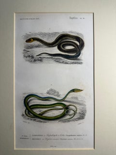 Set of Three 19th-C French Natural History Engravings — Reptiles & Mammals