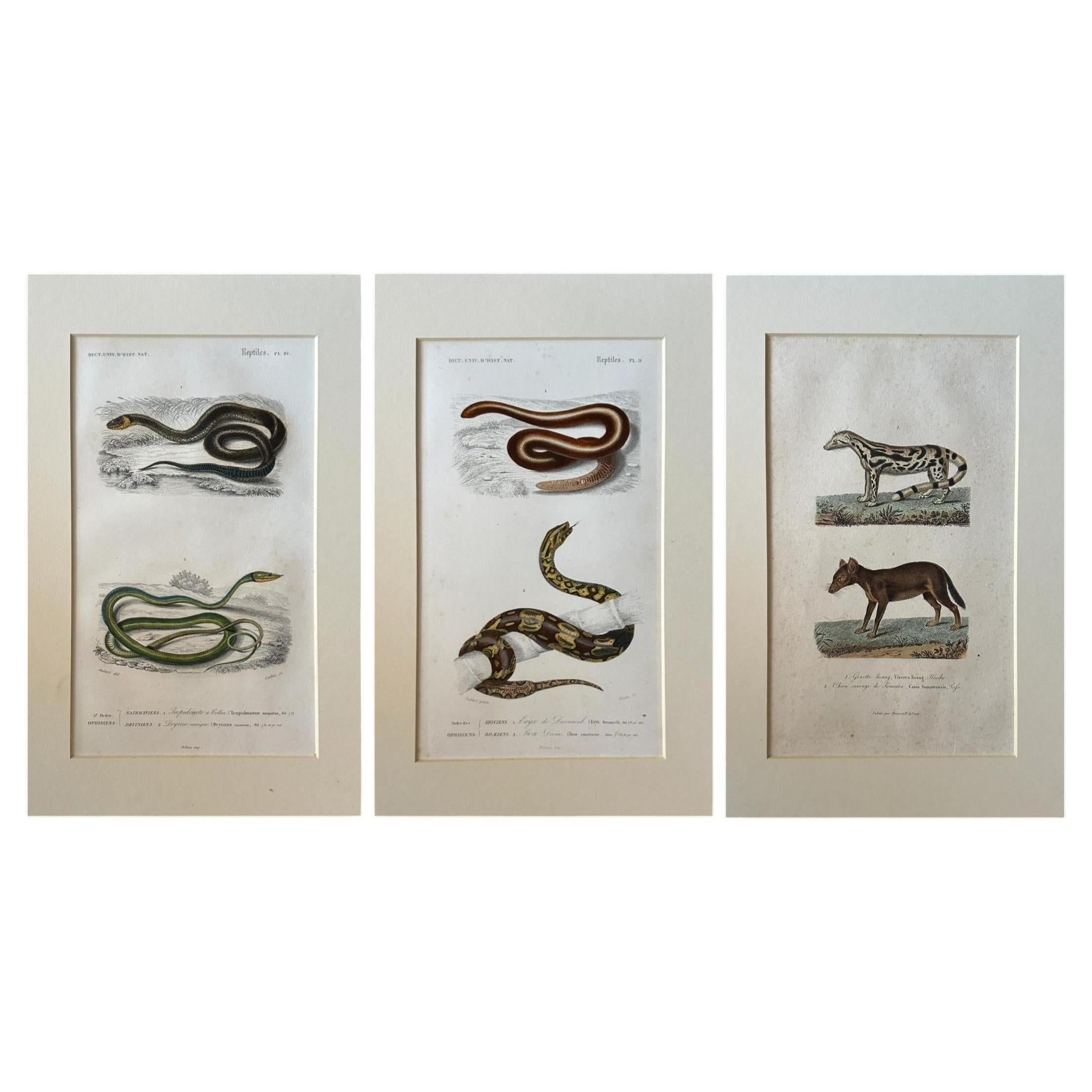 Set of Three 19th-C French Natural History Engravings — Reptiles & Mammals