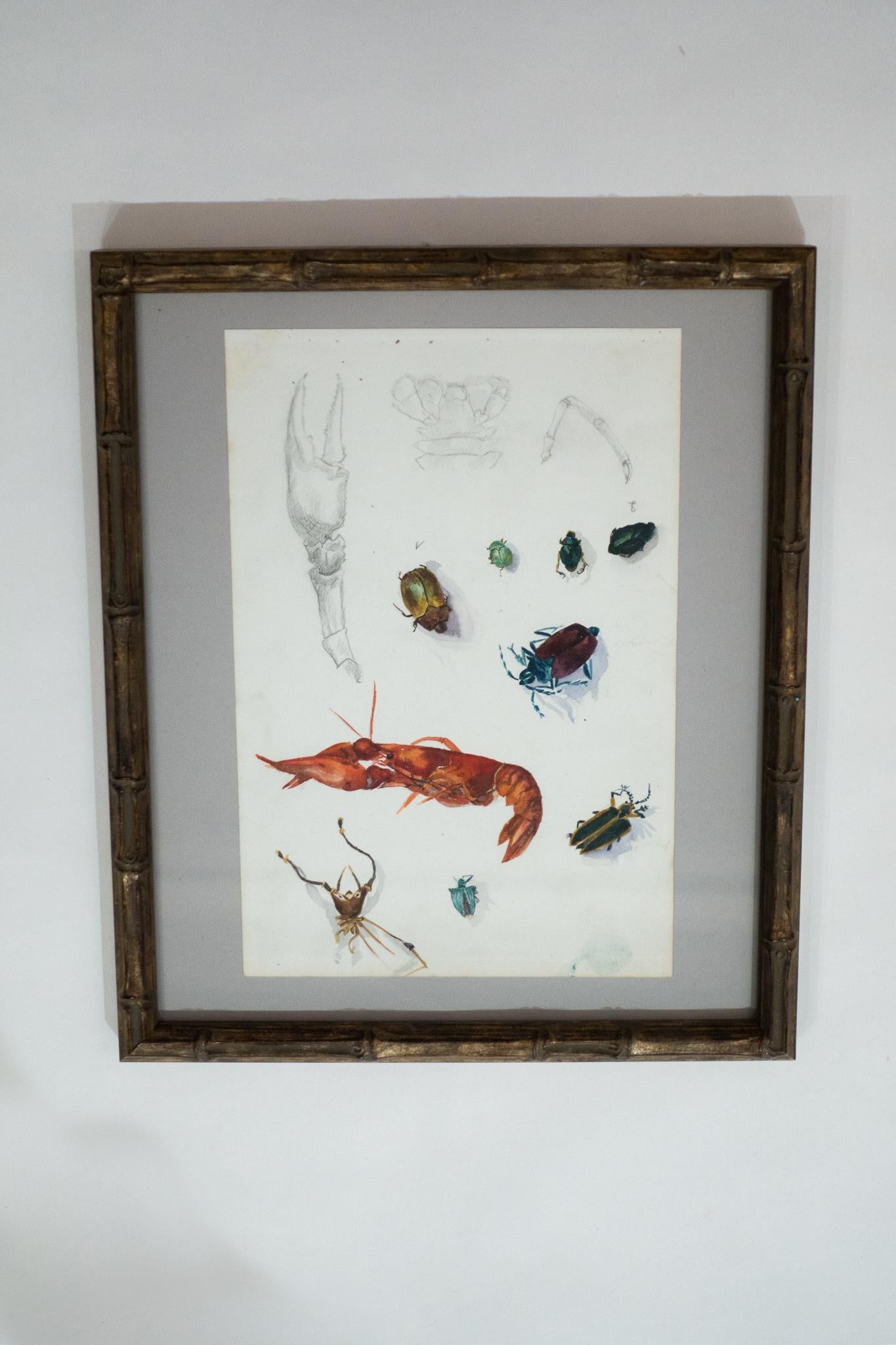 Set of Three 19th Century Framed Sea Life Watercolor Studies 1