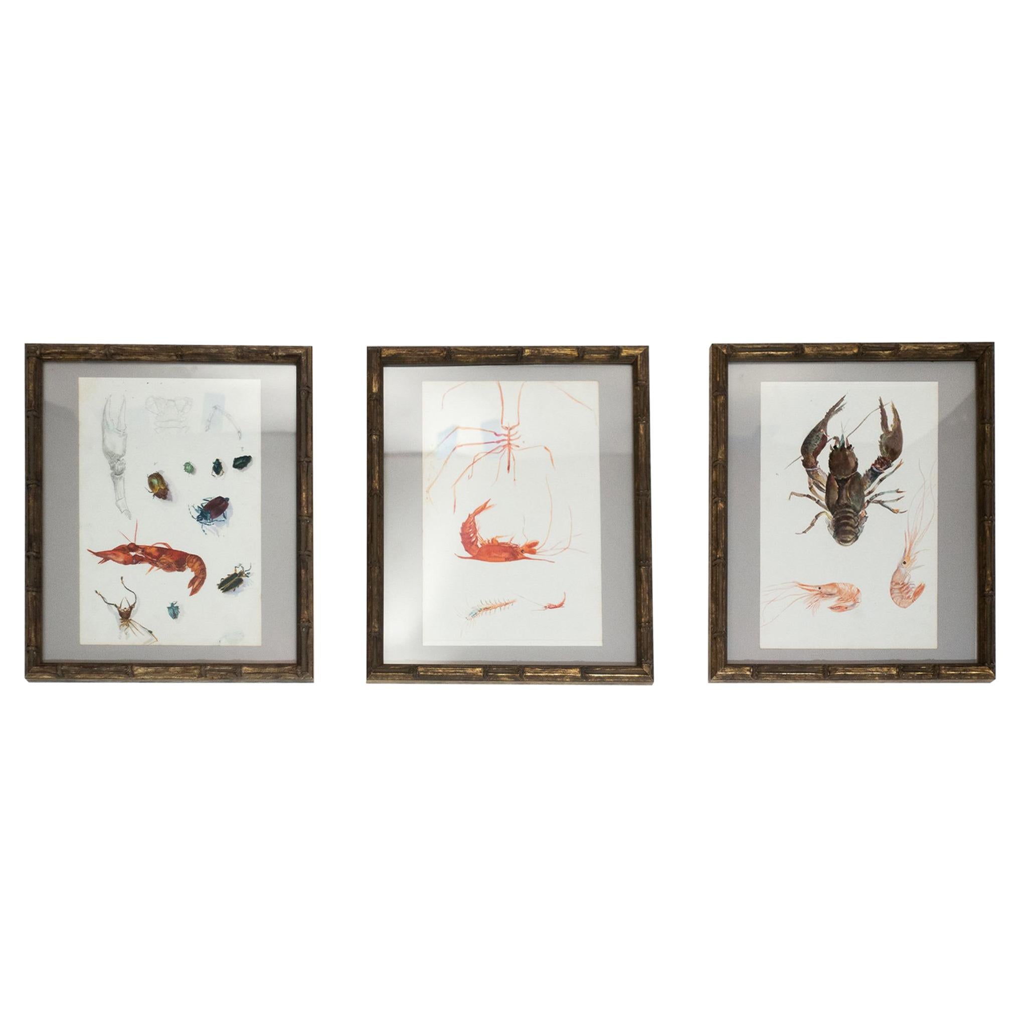 Set of Three 19th Century Framed Sea Life Watercolor Studies